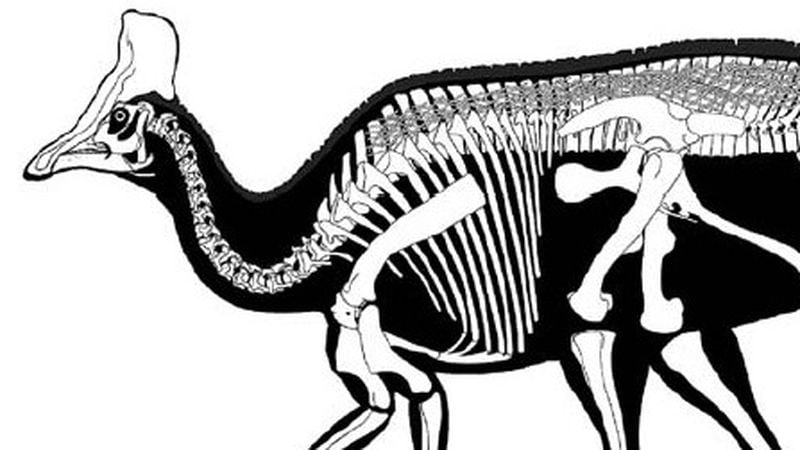 cassowary skeleton