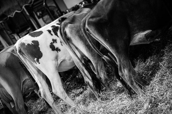 The Morning Milking thumbnail