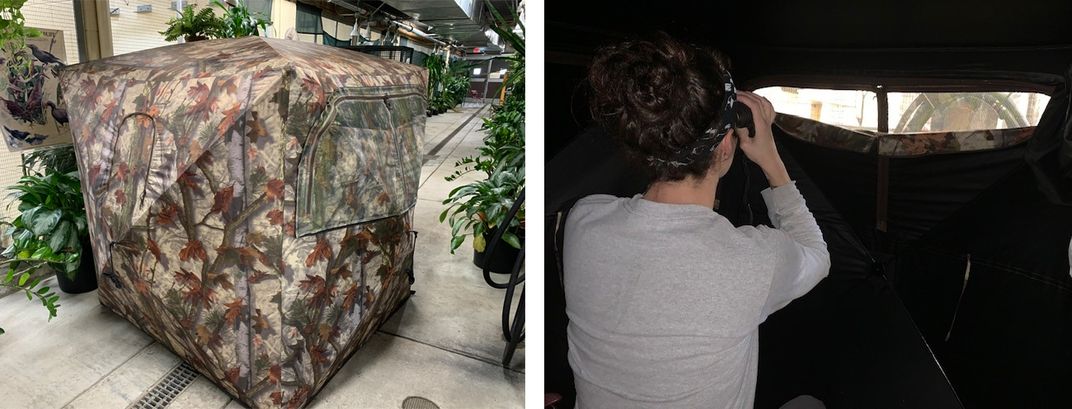 On the left, a camouflage, square tent that animal keepers can use to observe birds. On the right, keeper Erica Royer sits inside the tent and uses binoculars to observe the birds from a small window in the tent.
