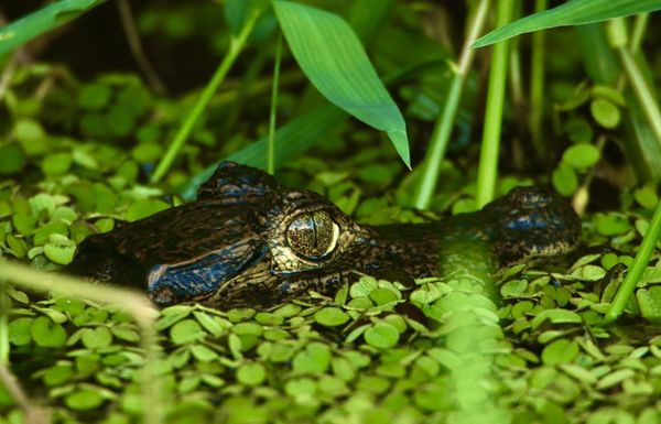 Eye of the Caiman thumbnail