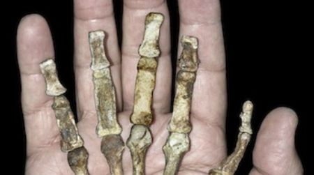 Australopithecus sediba had a hand built for making stone tools