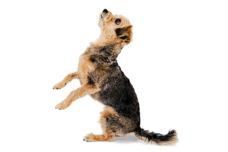 Walter the yorkipoo mobile