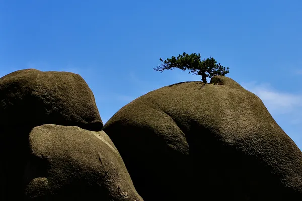 The lonely Tree thumbnail