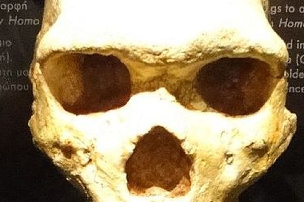 skull from the Petralona Cave