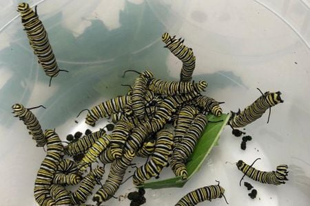 Monarch butterfly caterpillars will headbutt each other when food is scarce, according to new research.