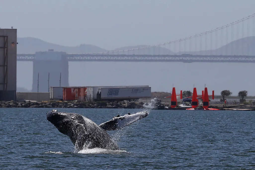 Humpback Whale Breaching