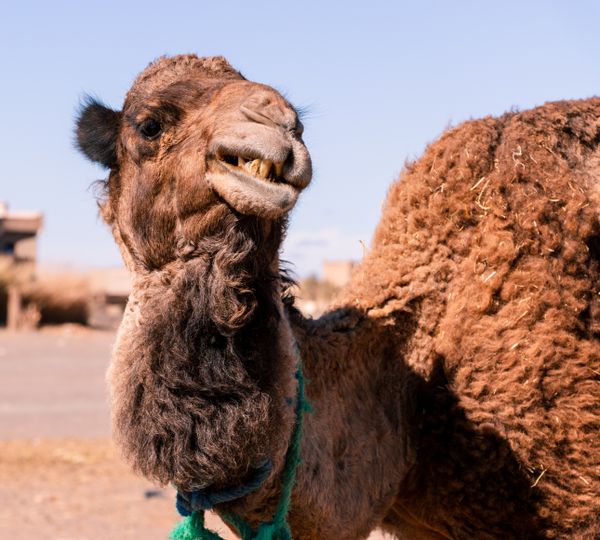 Camel Smile thumbnail