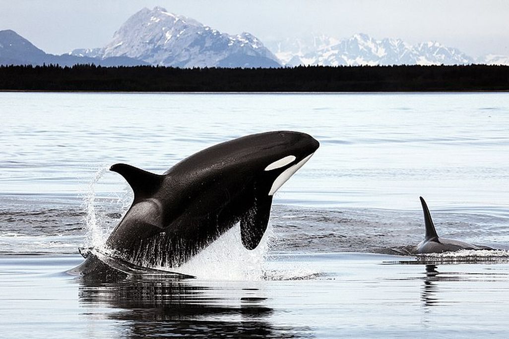 Two orcas swim in the foreground. One is jumping out of the water, the second is in front with only its dorsal fin visible. In the background is a line of dark trees and snow-covered mountains.