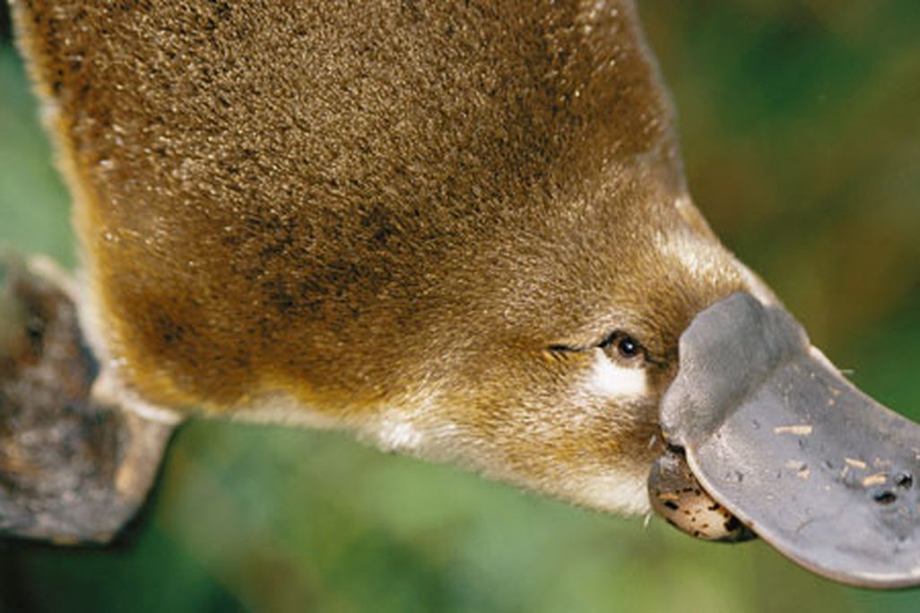 Platypus