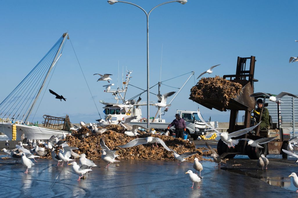 Gulls feeding on dead starfish dumped on quay from fishing trawlers in Hokkaido, Japan