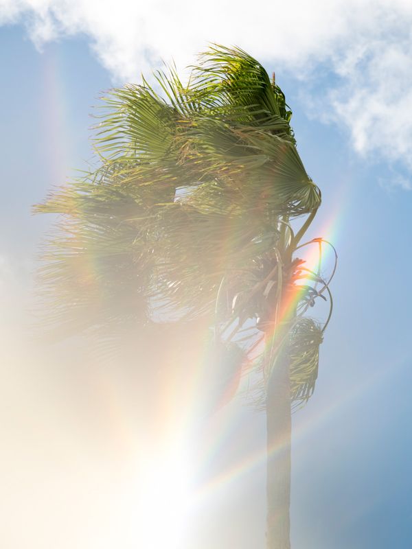 Palm tree (Turks and Caicos) thumbnail