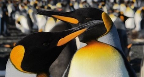 King penguins are the second largest species of penguin