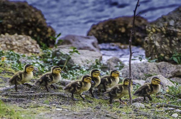 March of the Goslings thumbnail