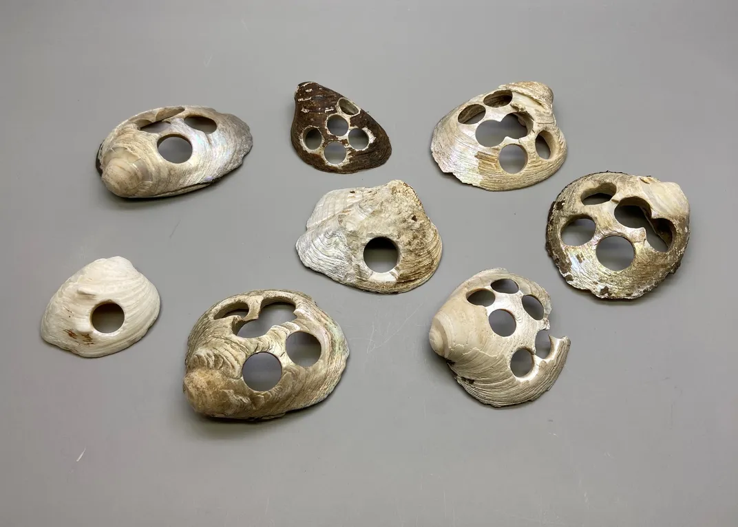 Spent mussel shells