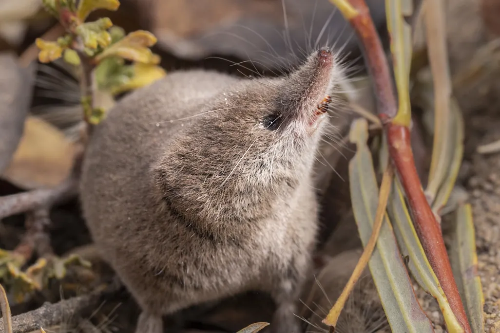 a small brown shrew with dirt and small plants around it