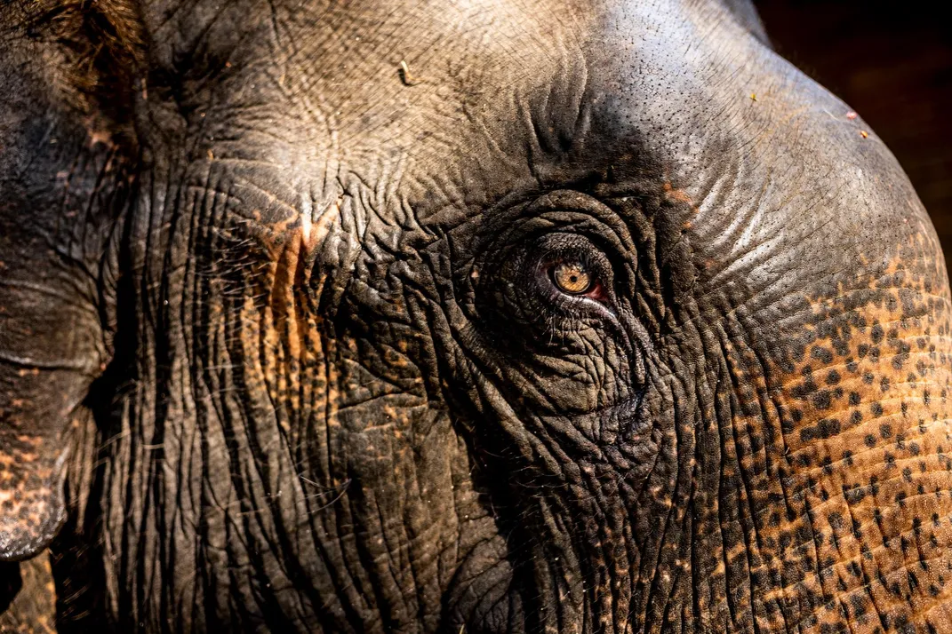 An elephant at the Myaing Hay Wun camp.