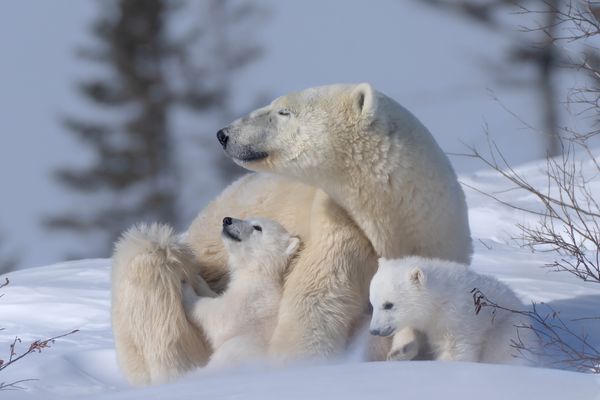 Family of Polar Bears thumbnail