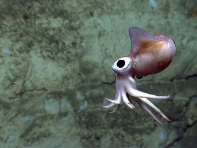 A bobtail squid is imaged by the Deep Discoverer remotely operated vehicle during Dive 07 in Atlantis Canyon. The squid is less than one foot in length.