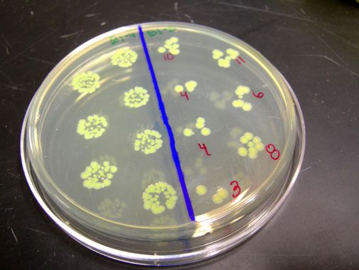 The crew of GeneSat-1 in their Petri dish.