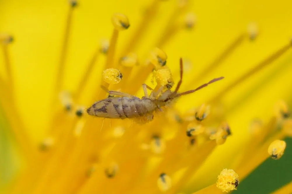 Springtail on a flower