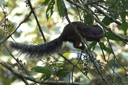 Researchers suggest fire-footed rope squirrels might be a &quot;reservoir species&quot; for mpox, capable of harboring and spreading the virus without becoming sick. Here, one is photographed in Kibale National Park, Uganda.