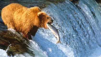 How Will Mining Affect Alaskan Salmon?