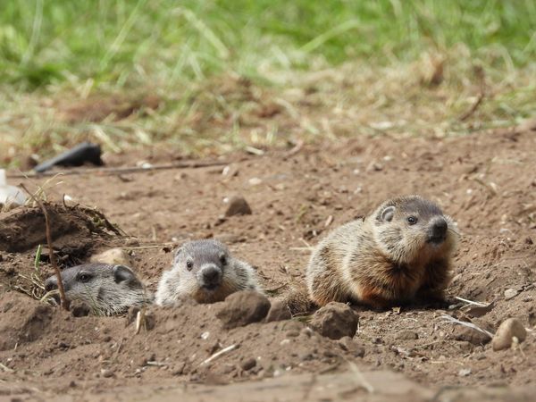 Young Groundhogs Discover a New World thumbnail