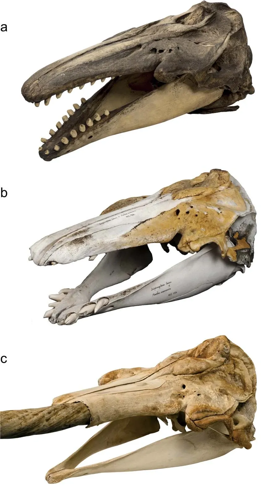 comparison between different cetacean skulls, with the hybrid narluga in the middle