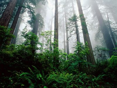 Coast Redwood trees are one of the more than 200 species threatened by extinction around the world.
