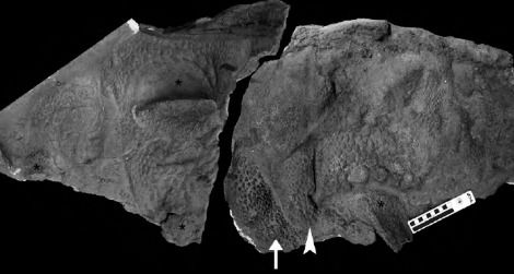 ankylosaur Tarchia