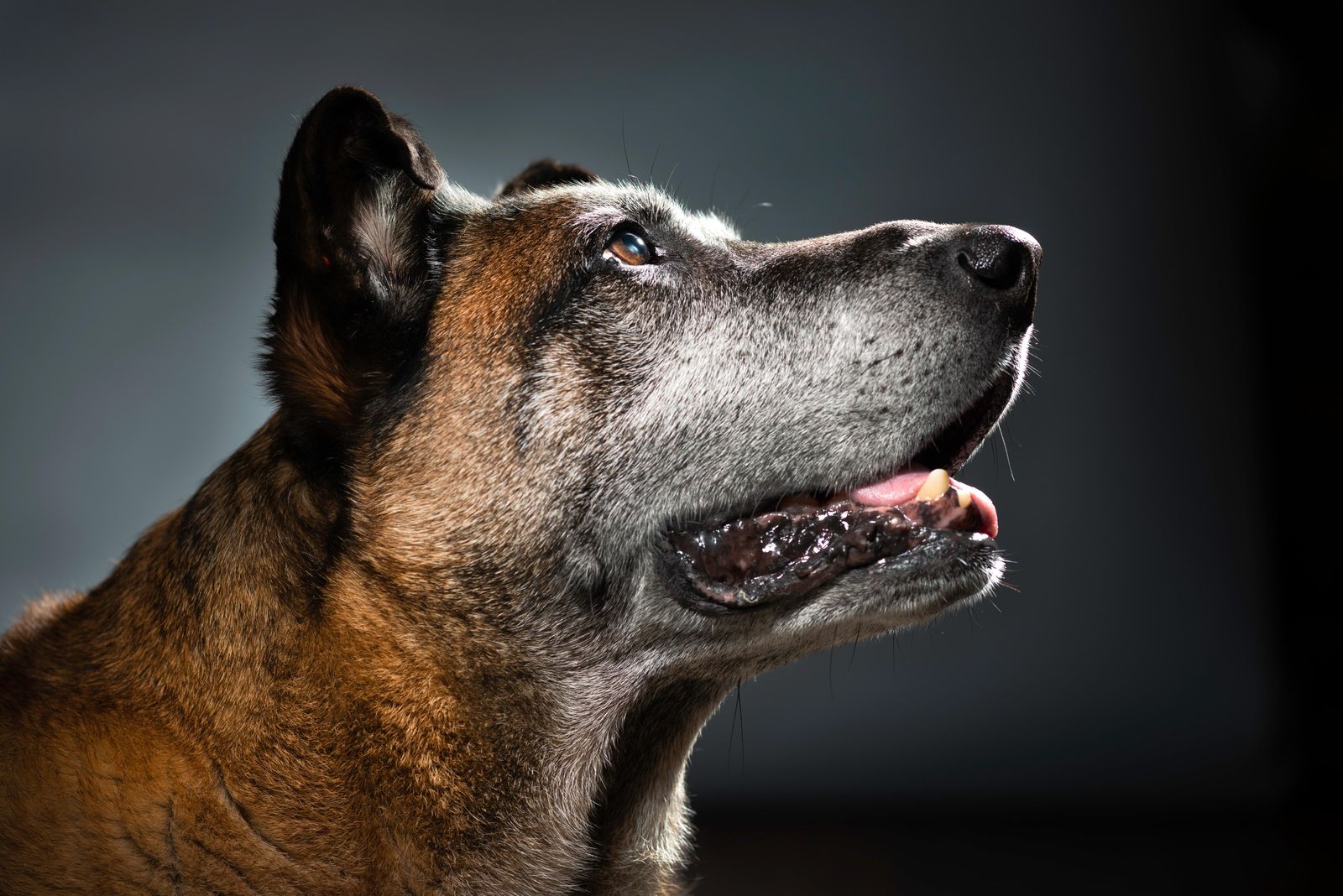 The Story Dyngo, a War Dog Home From Combat | Arts & Culture | Smithsonian Magazine