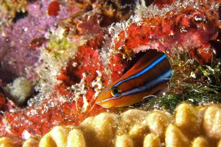 Lesson learned: Don't cross a fangblenny.