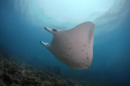 Through the Manta Trust's adoption program, donors can choose to adopt any one of a number of frequently sighted manta rays in the Maldives.