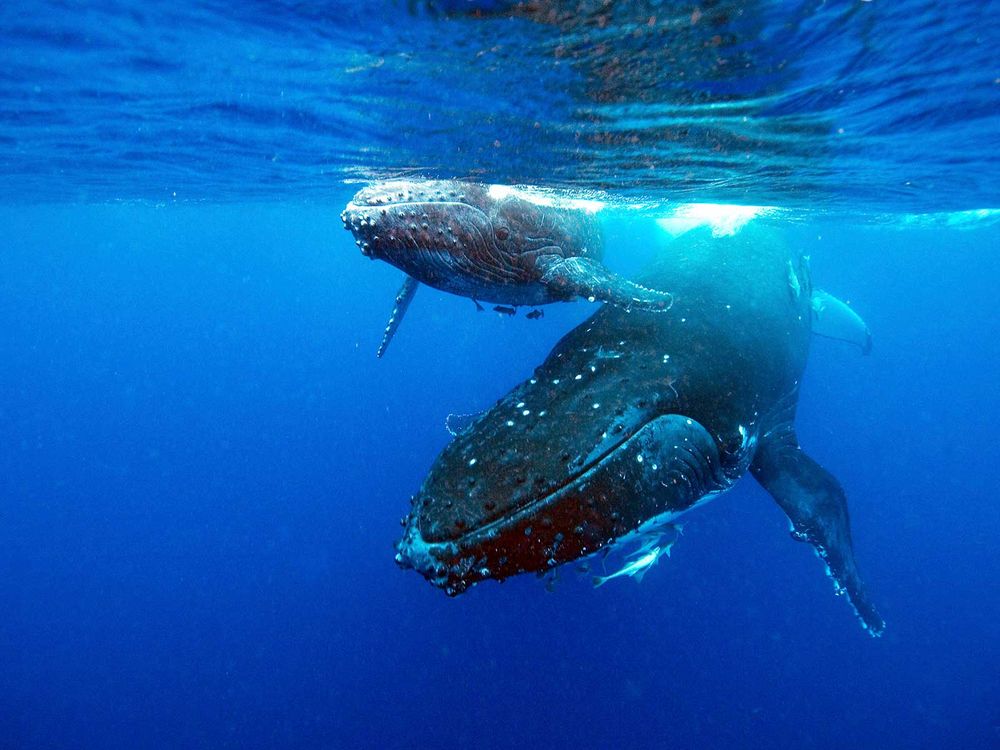 Humpback Whales