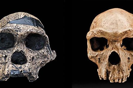 The new hall at the Natural History Museum explains our ancestral tree.