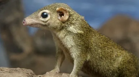 A tree shrew recently born at the National Zoo