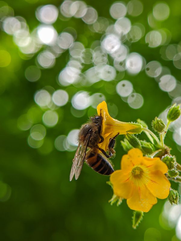 Honeybee and flower thumbnail