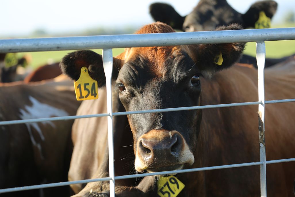 A close-up of a dairy cow looking through a gap in a metal fence.