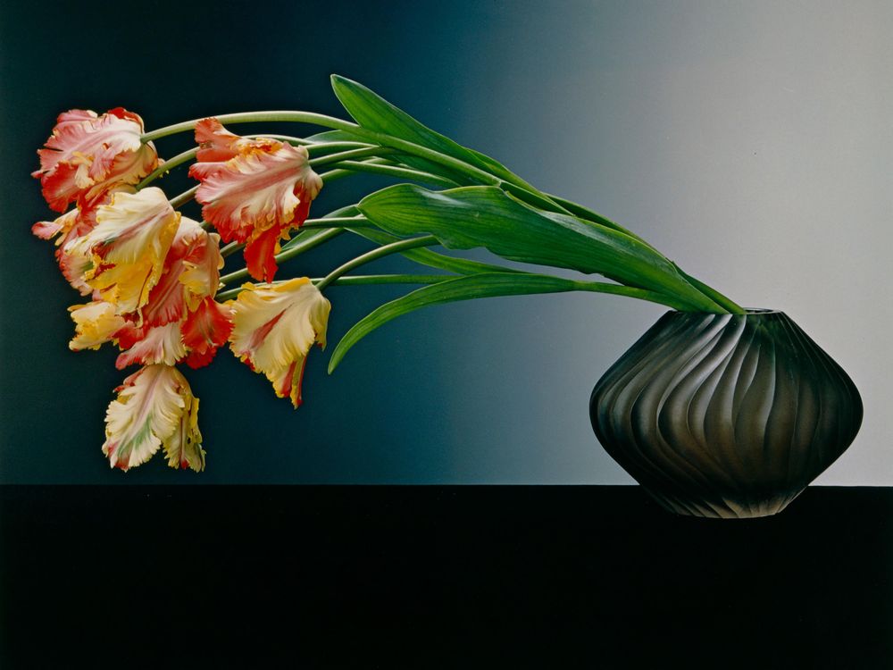 Robert Mapplethorpe Could Make Even Tulips Erotic
