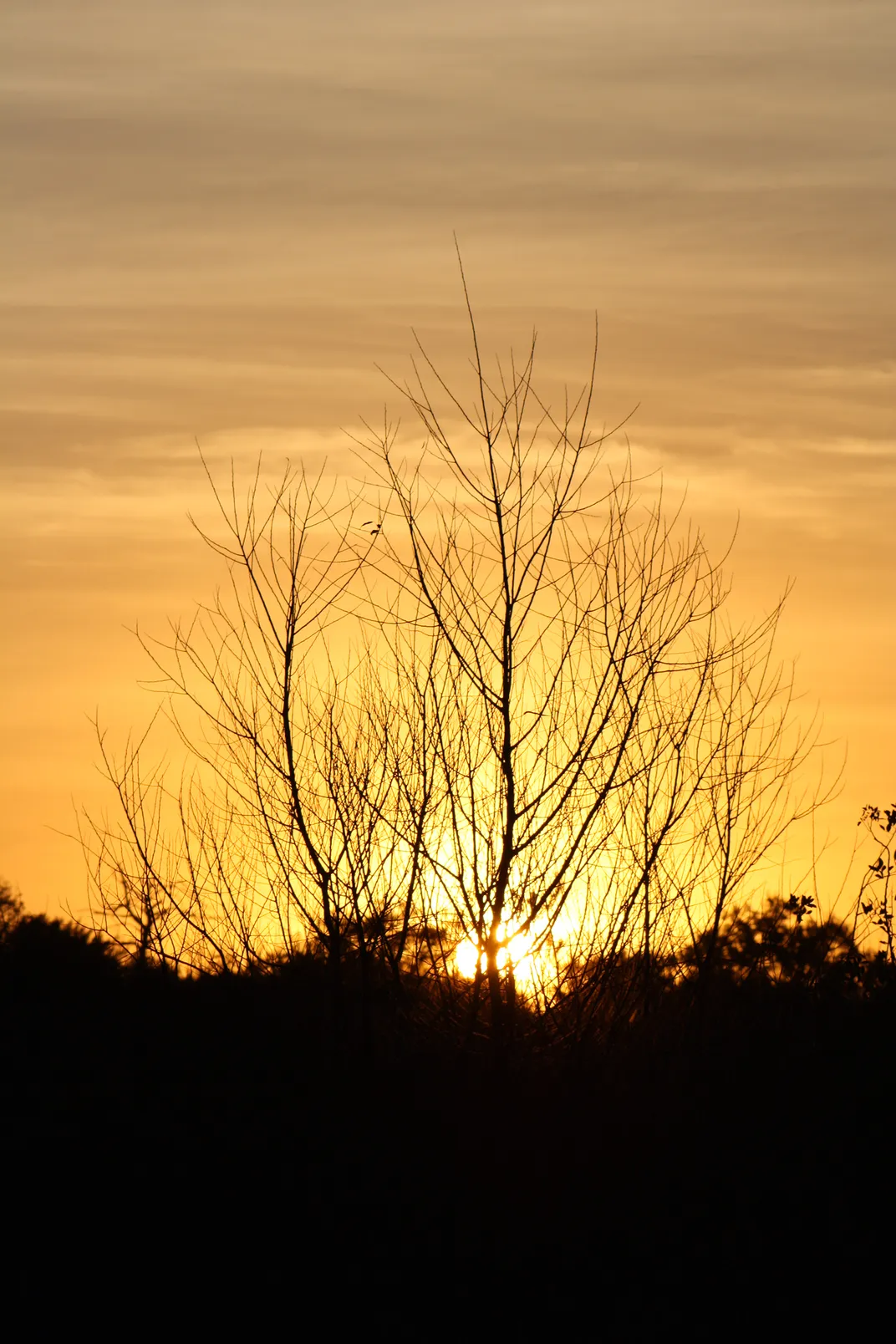 An eastern sunrise through the branches | Smithsonian Photo Contest