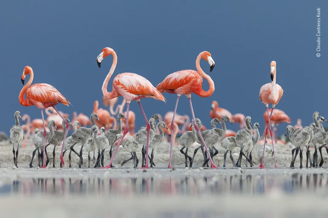 pink flamingoes and their grey fluffy young