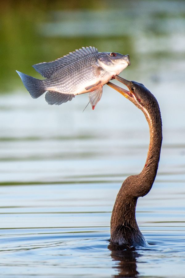 African darter spears a fish. thumbnail
