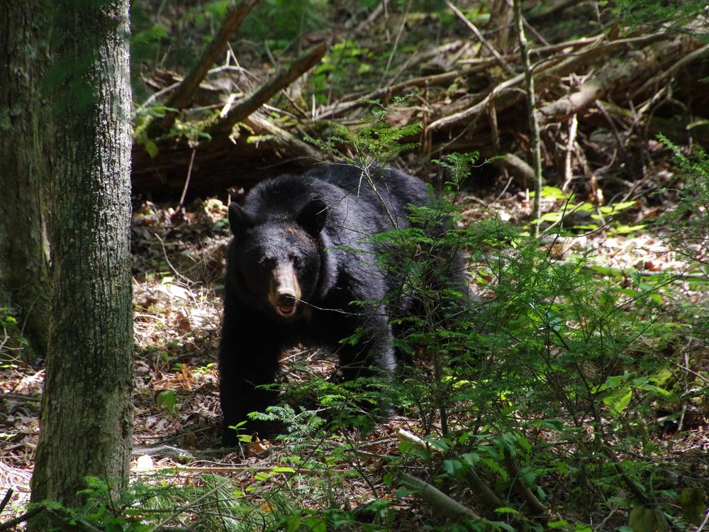 Cades Cove Bear Smithsonian Photo Contest Smithsonian Magazine
