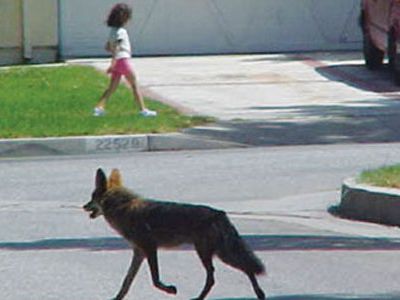 Coyotes in densely populated areas (a Los Angeles suburb) can be alarming. But wildlife experts say they fill a niche in the urban ecology.