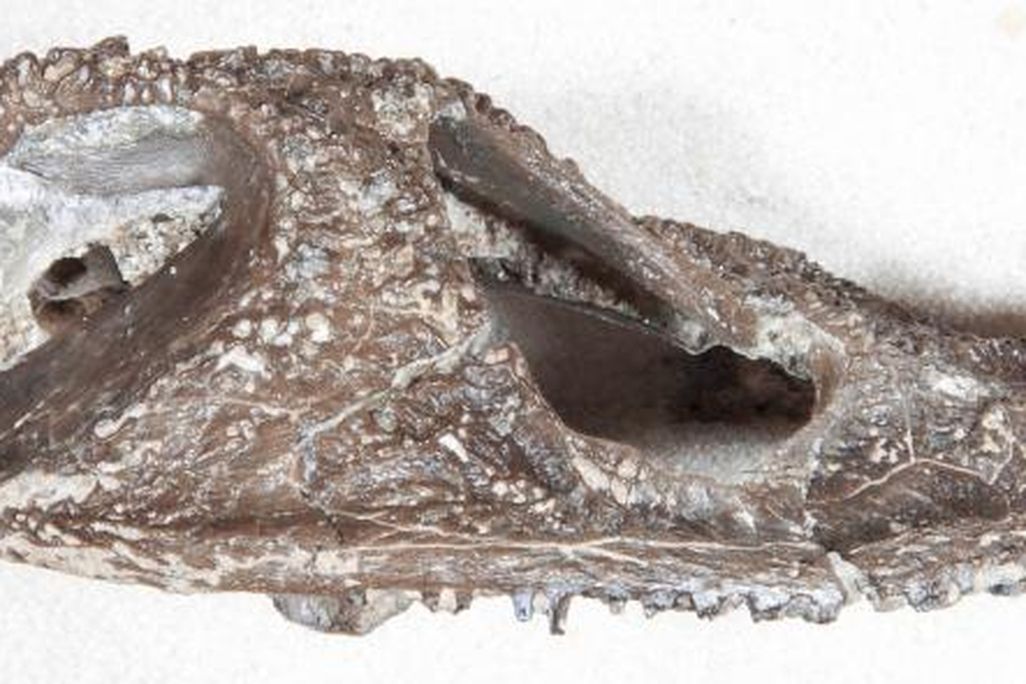 20110520083116cacopsspecies.jpg