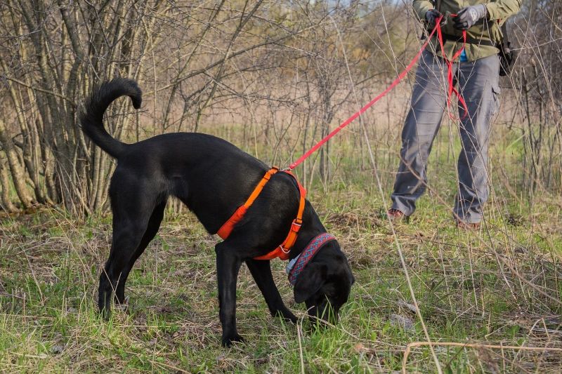 C-K9 Betty White, a black Labrador retriever, sniffs the ground while training to detect bumble bee nests