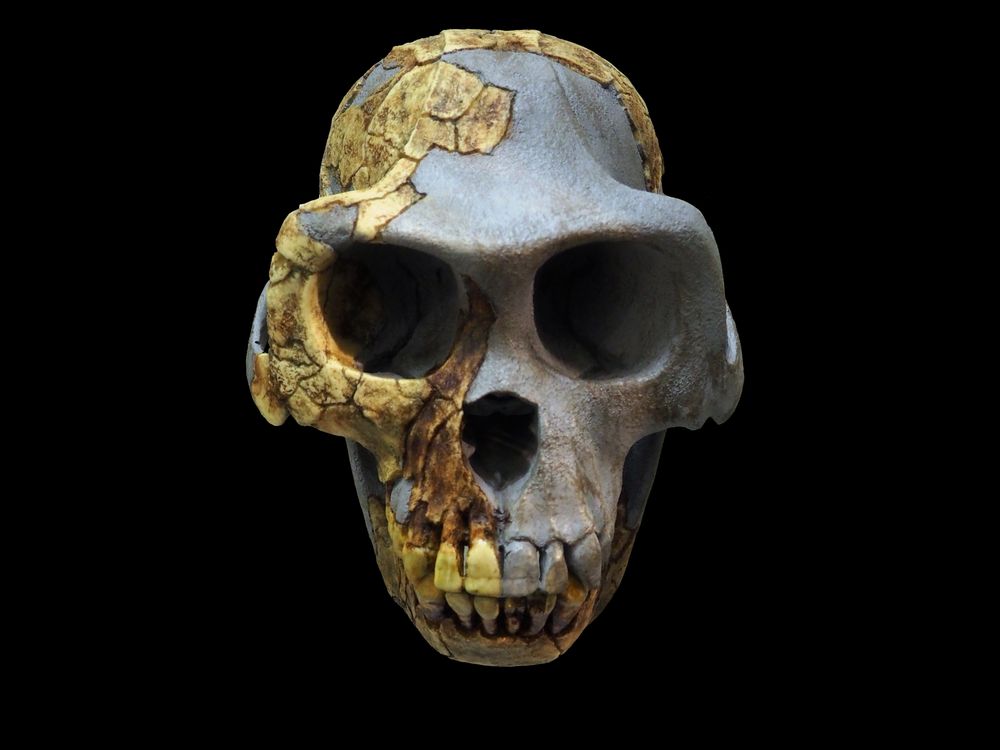 Ardi skull.jpg