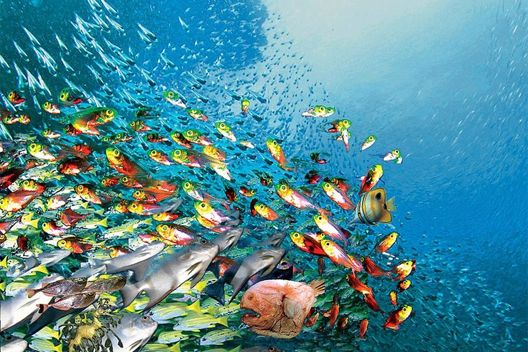 School of Fish