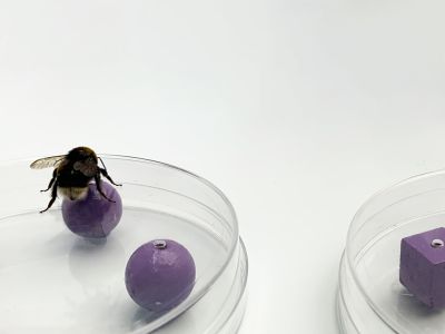 A bumblebee, barred from touching a sphere that's visible in lit conditions, learns about the object through sight alone.