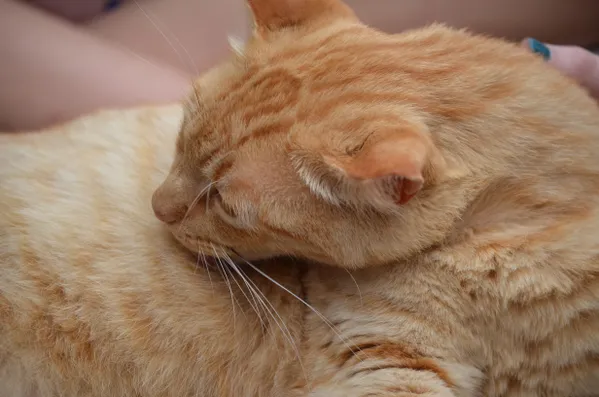 Orange Cat thumbnail